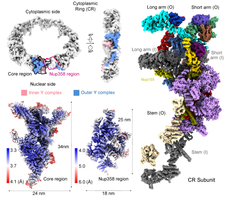 2022年6月，施一公团队在Science上在线发表的最新成果——核孔复合物胞质环的高分辨率冷冻电镜结构