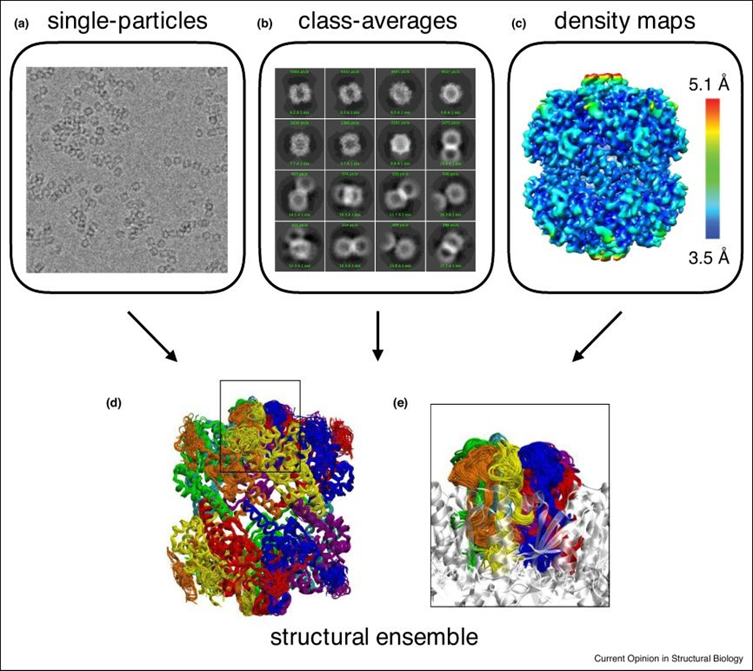 cryo-EM技术解析蛋白结构